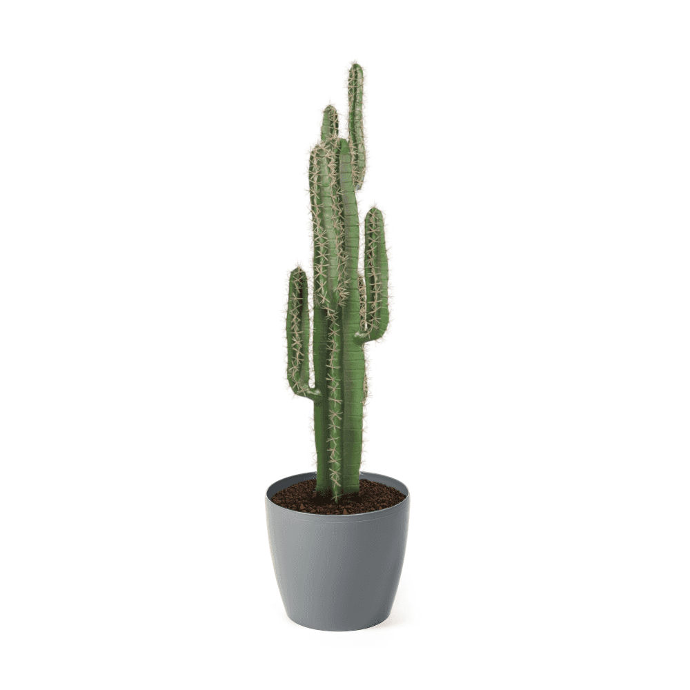 Cactus Plant 125cm