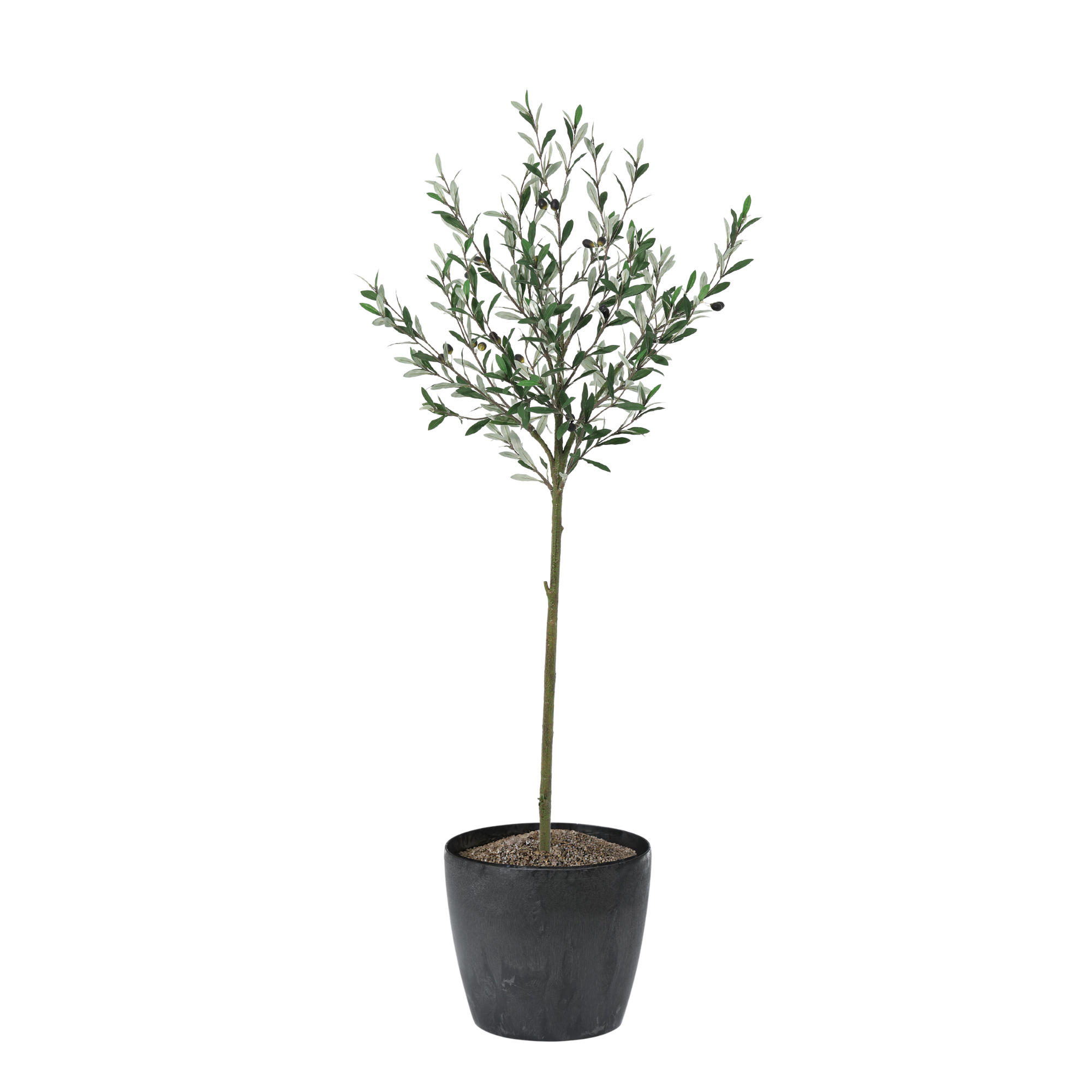 Rustic Long Leaf Olive Tree 150cm