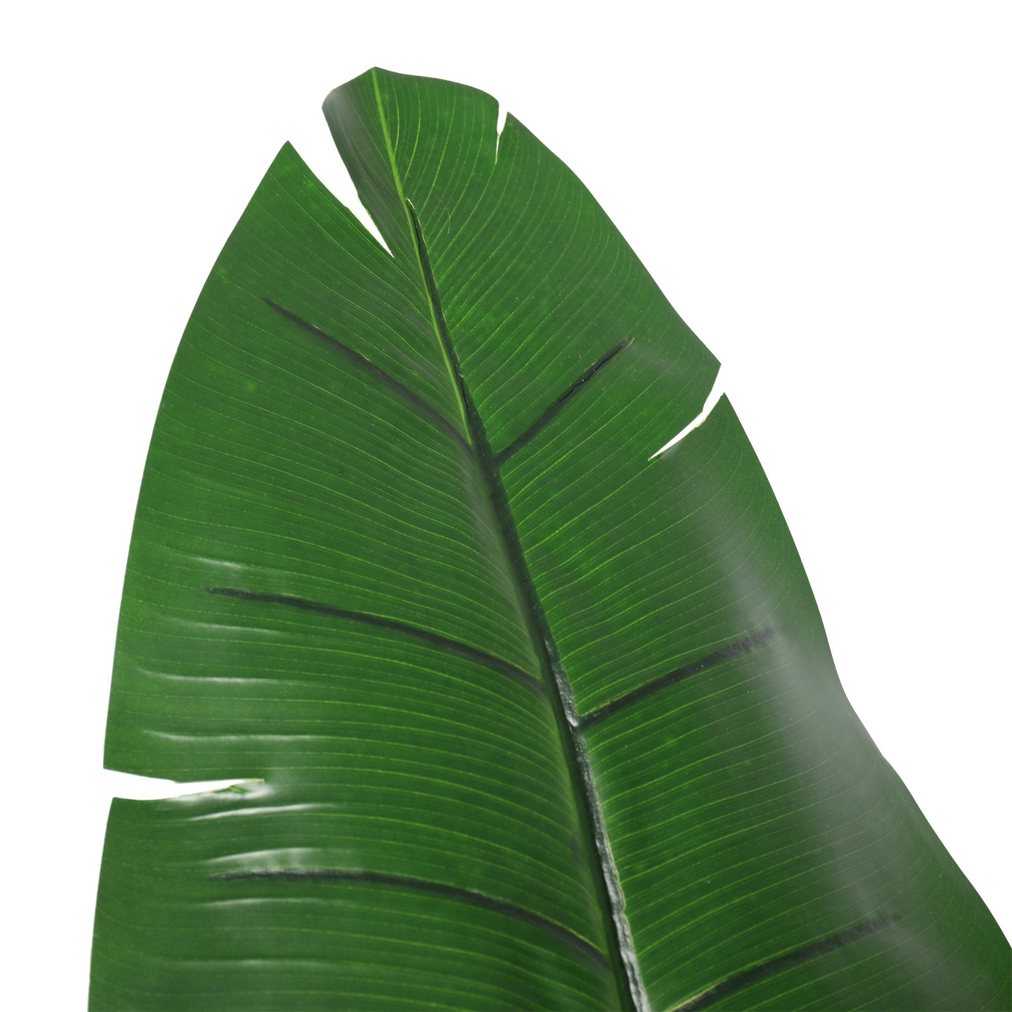 Travelers Banana Tree 180cm