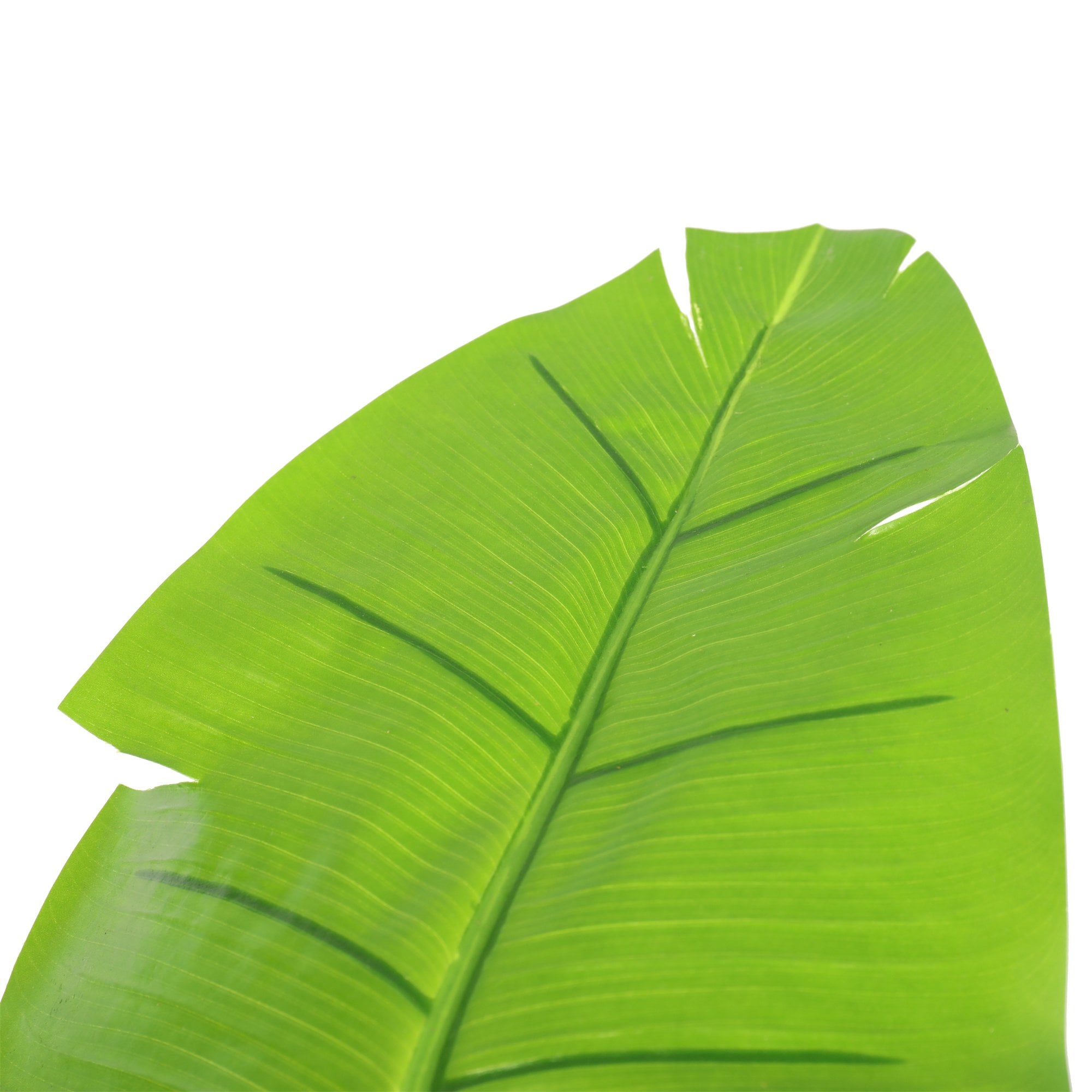Travelers Banana Tree 180cm