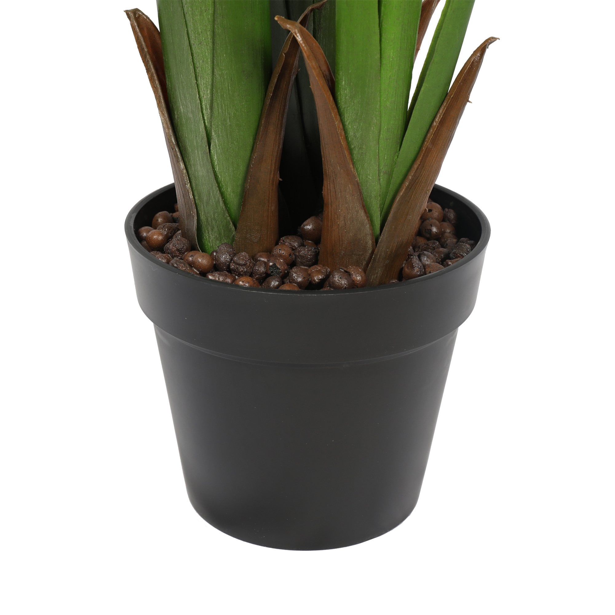 Travelers Banana Tree 180cm
