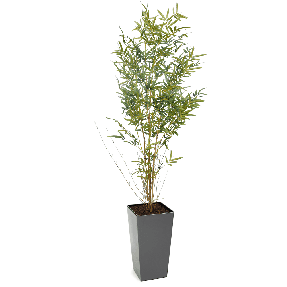 Real Stem Bamboo Tree