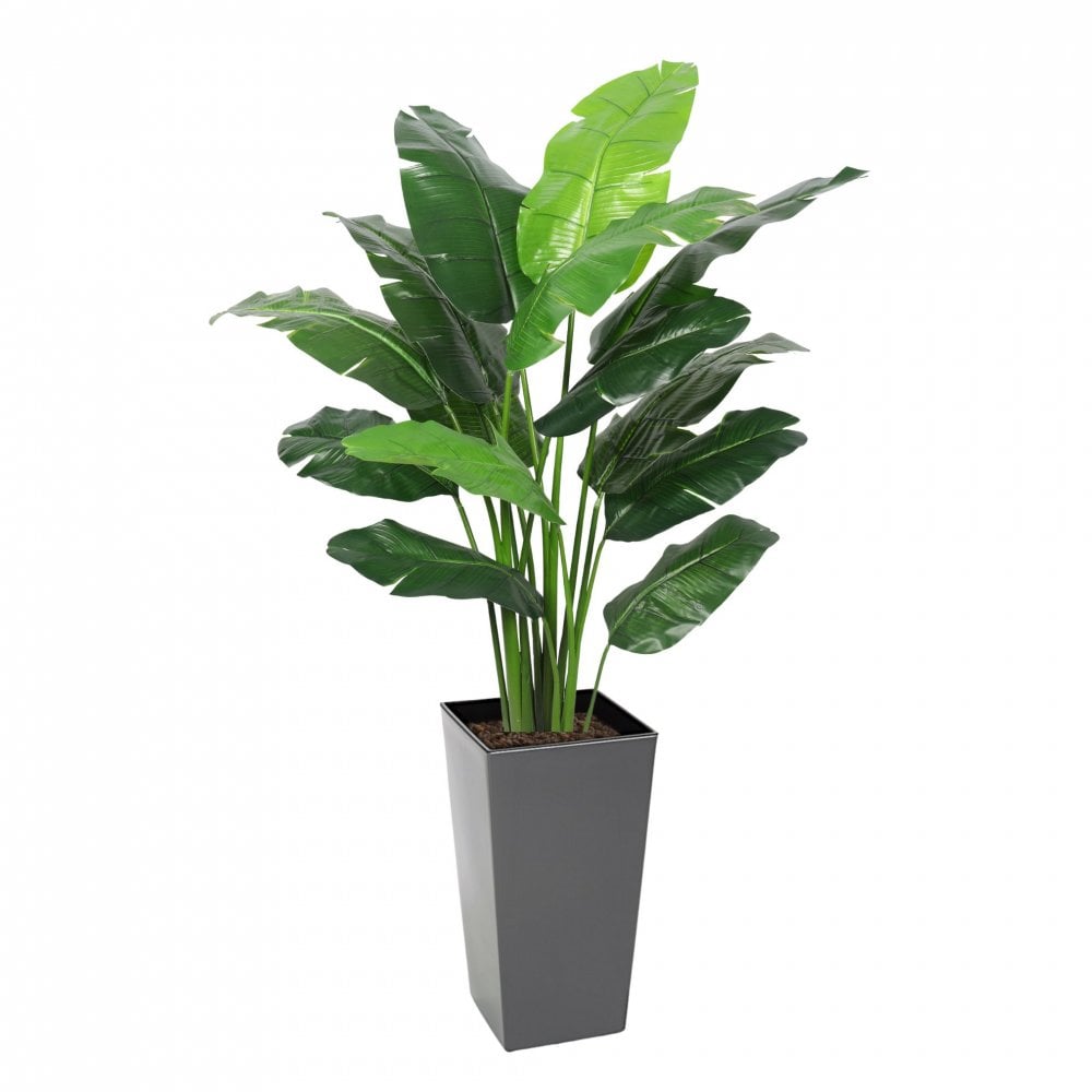 Travelers Banana Tree 180cm