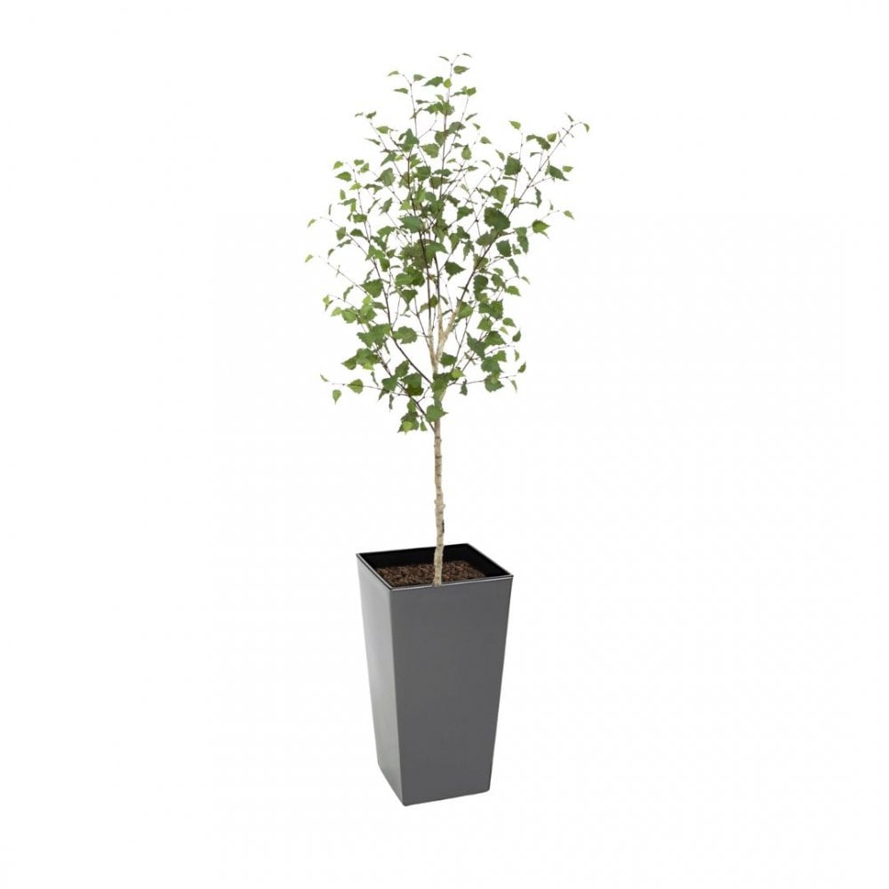Artificial White Stem Birch Tree 160cm