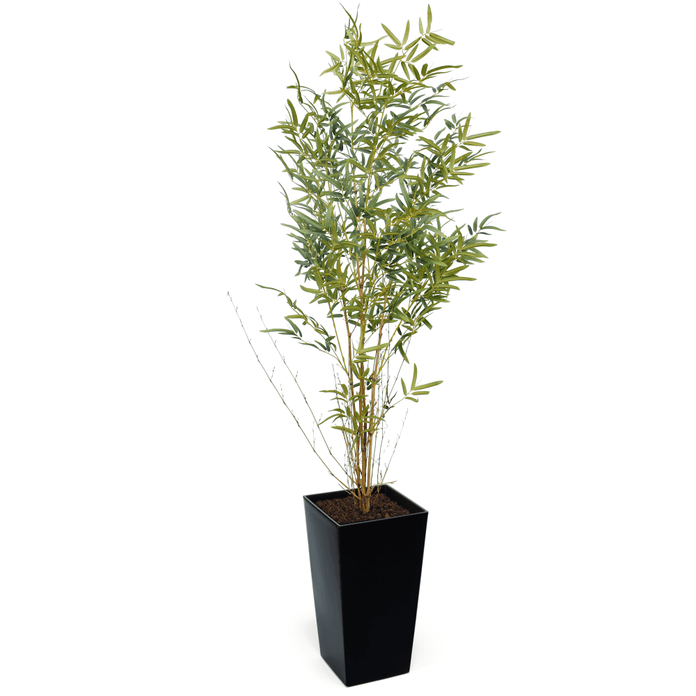 Real Stem Bamboo Tree
