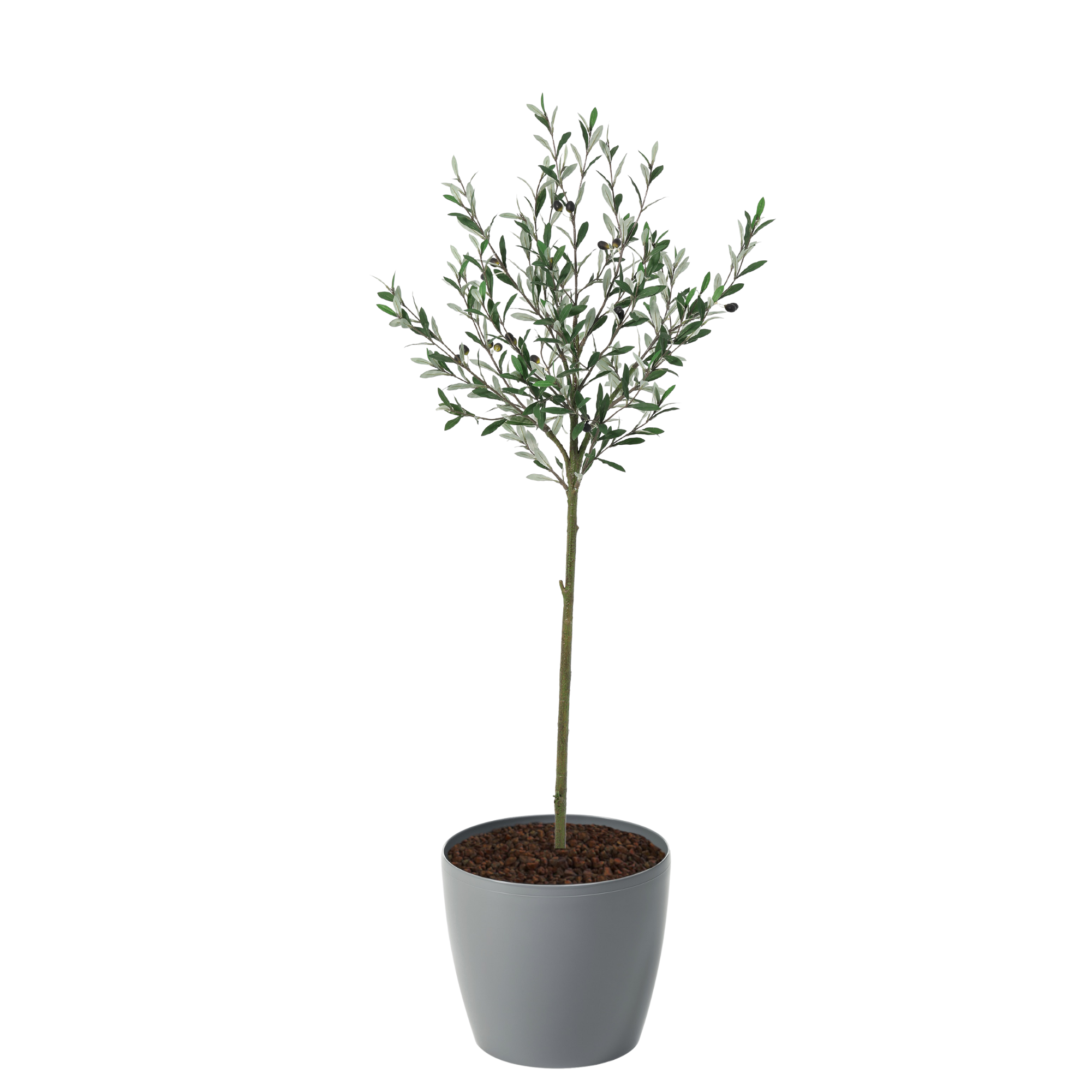 Rustic Long Leaf Olive Tree 150cm