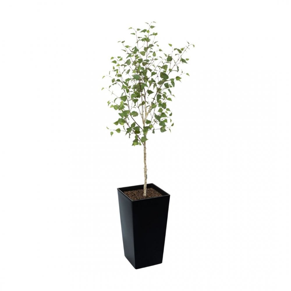 Artificial White Stem Birch Tree 160cm