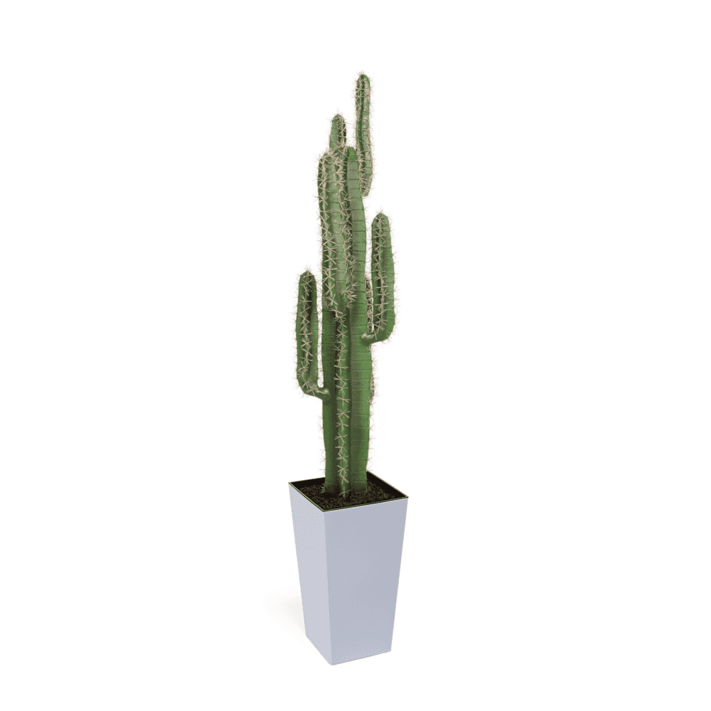 Cactus Plant 125cm