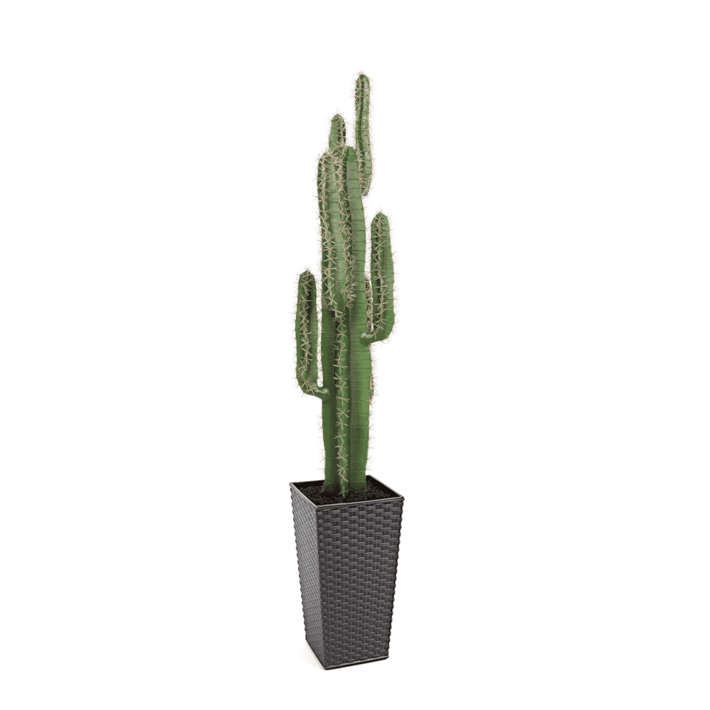 Cactus Plant 125cm