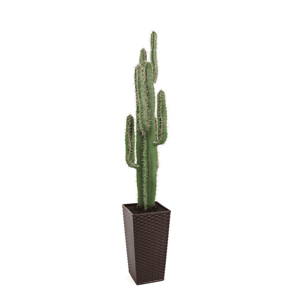 Cactus Plant 125cm