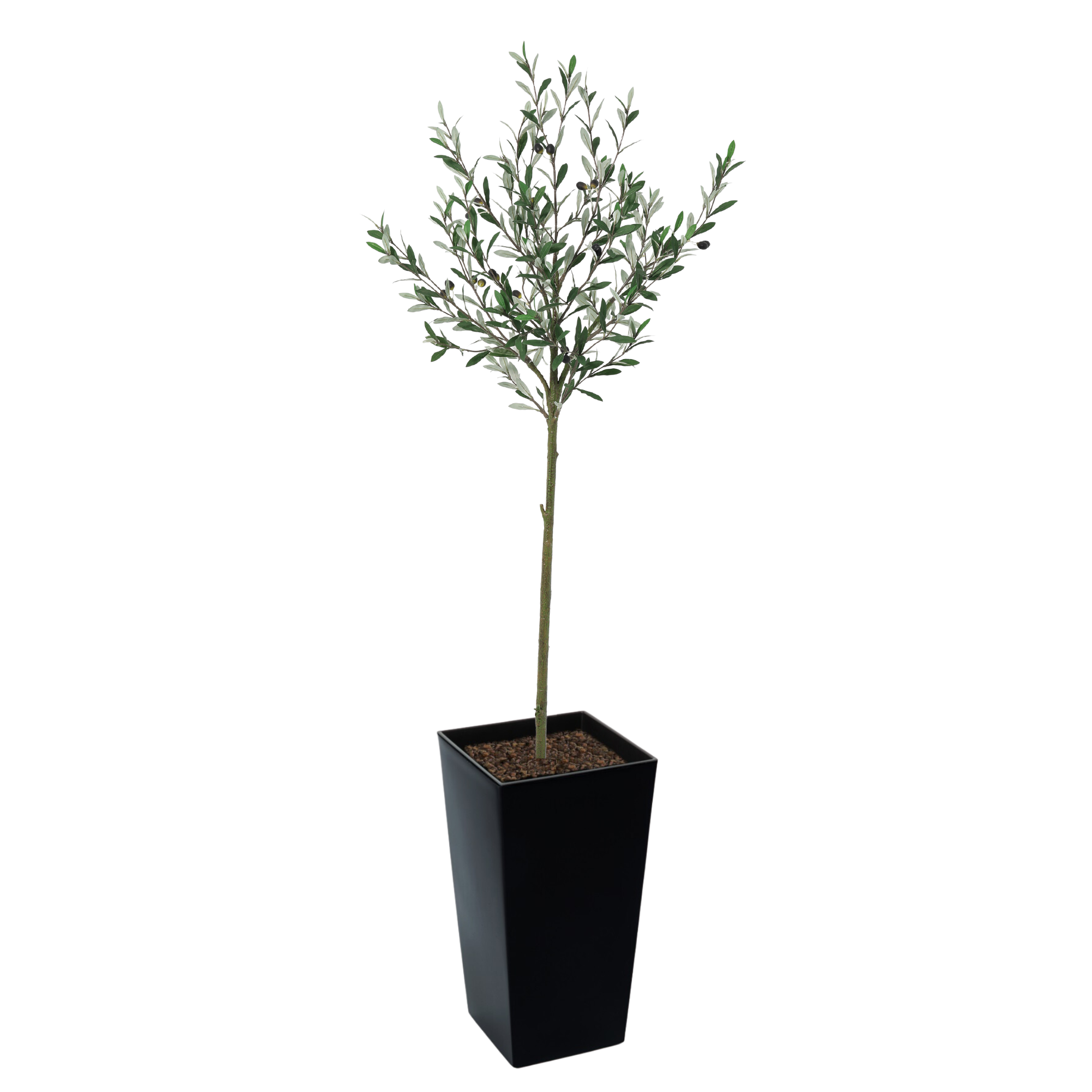 Rustic Long Leaf Olive Tree 150cm