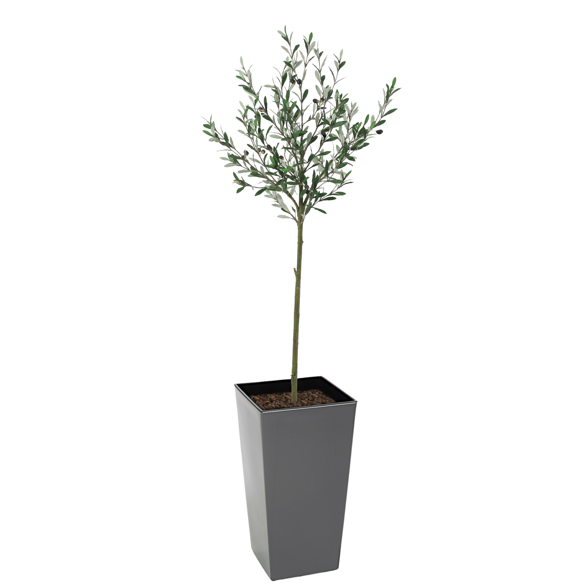 Rustic Long Leaf Olive Tree 150cm