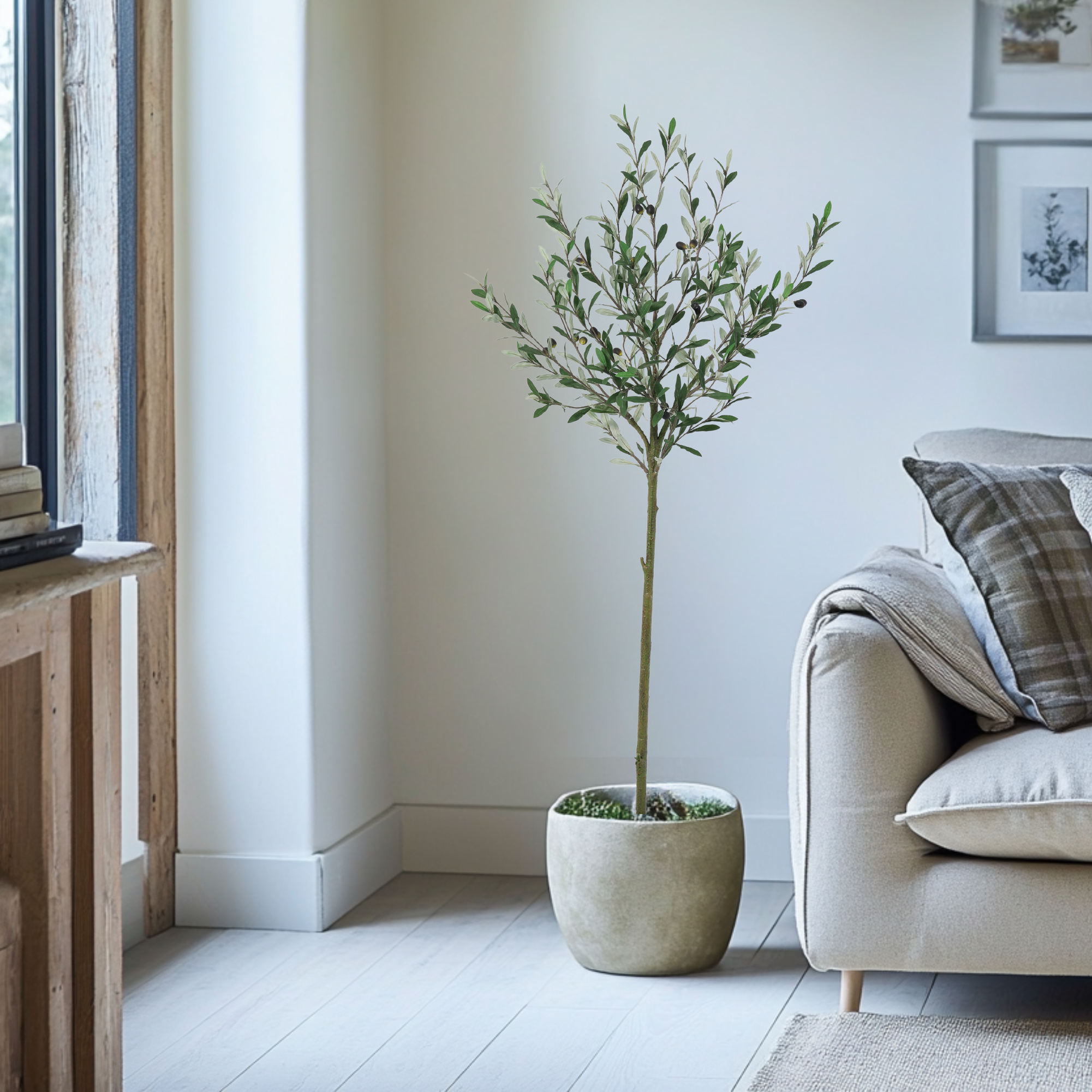 Rustic Long Leaf Olive Tree 150cm