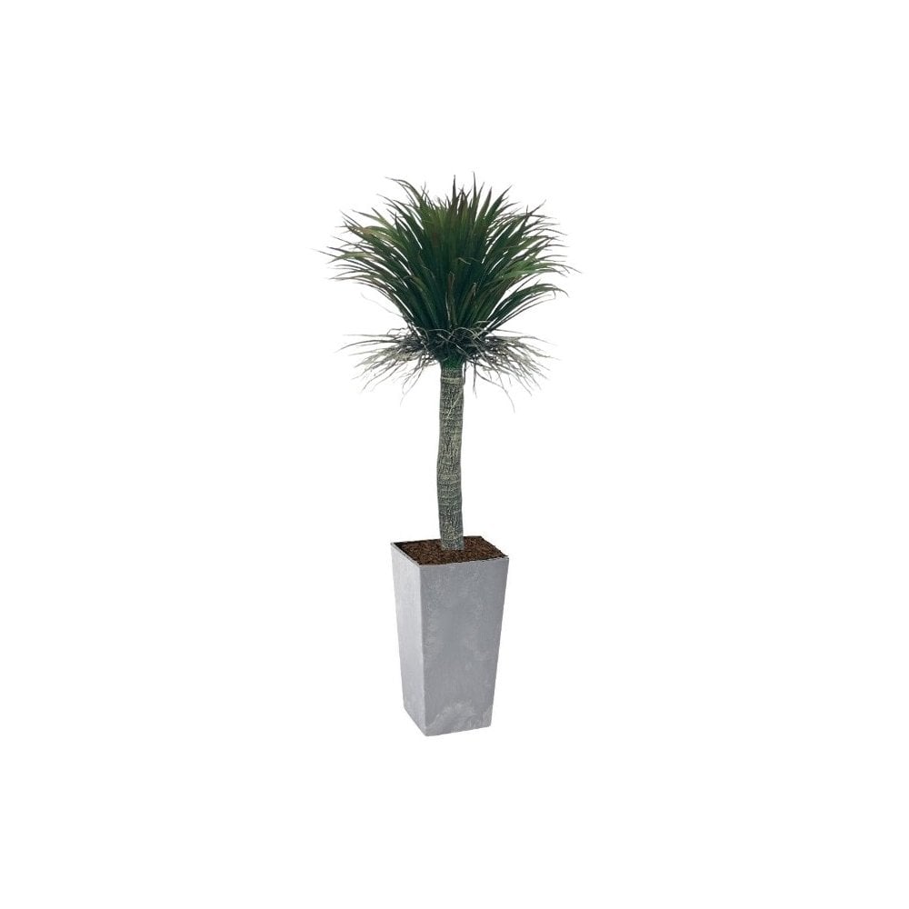 Dracaena Feather Palm 1.4