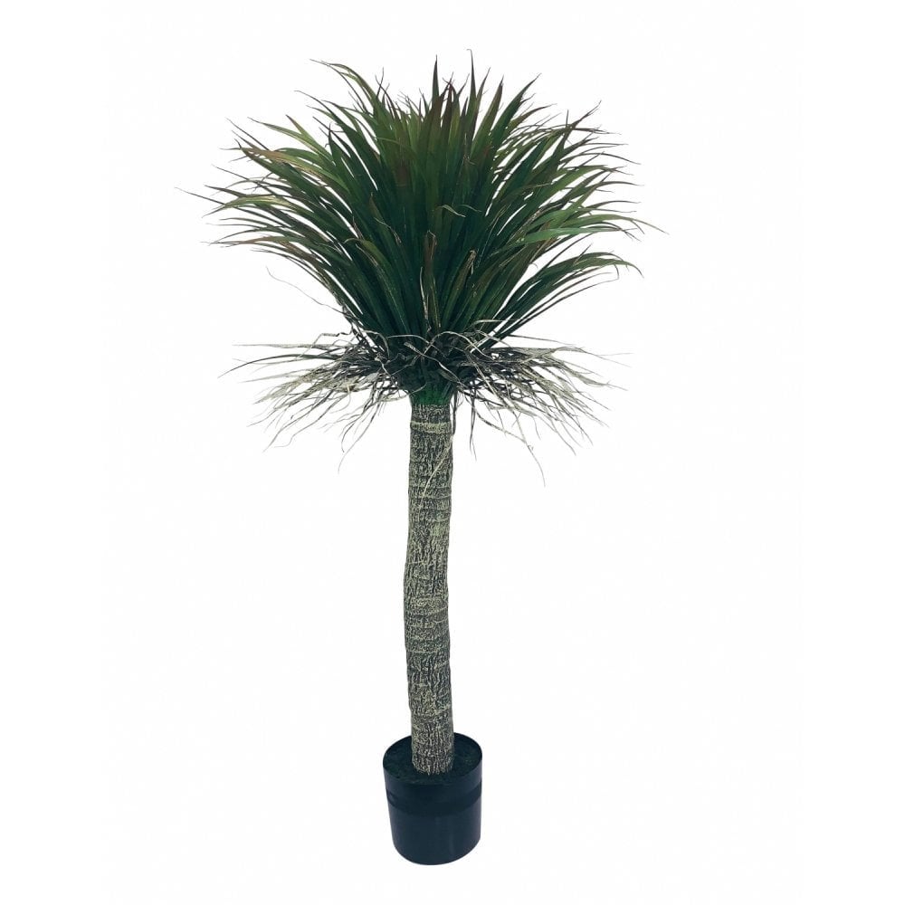 Dracaena Feather Palm 1.4