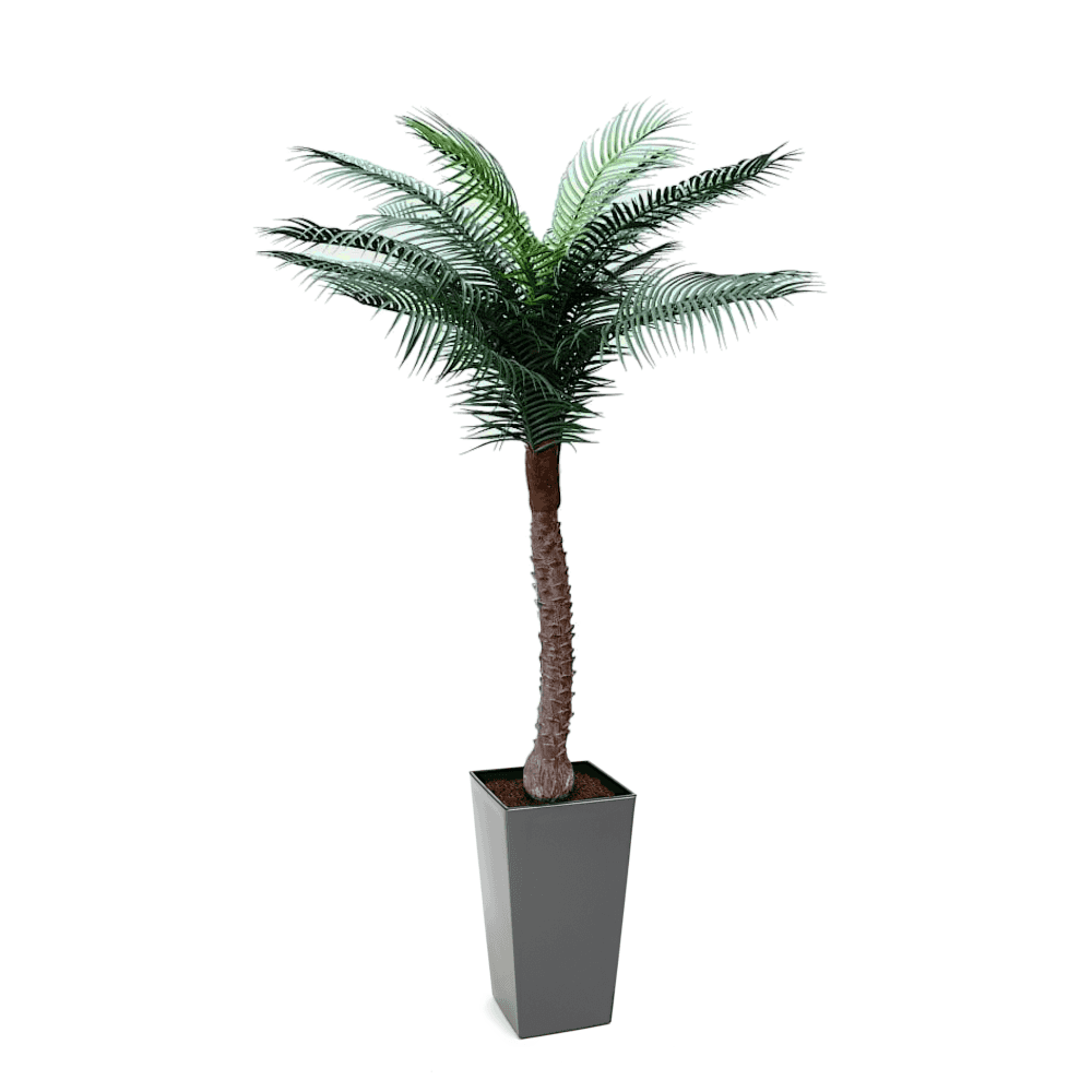 UV Beach Palm 1.7m