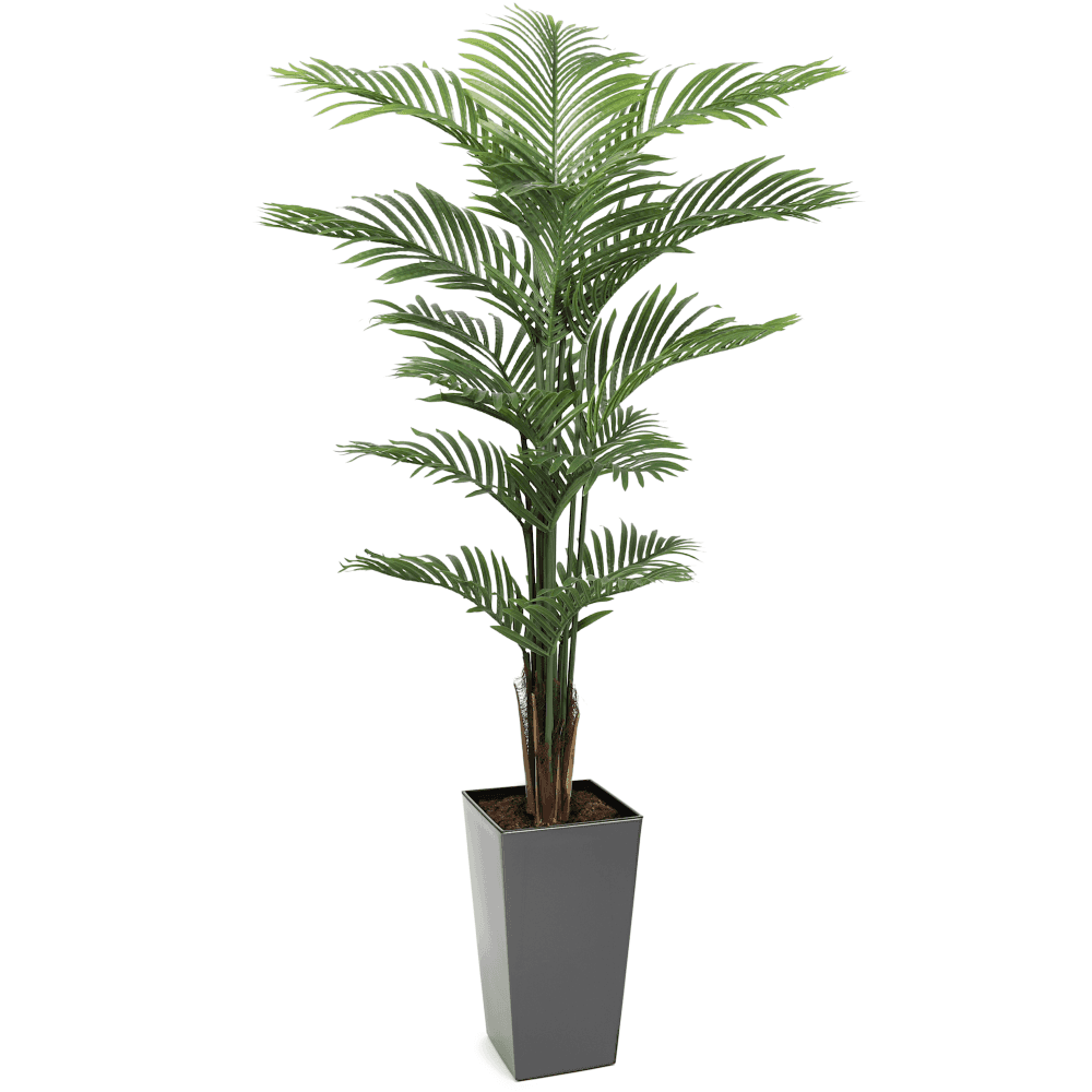 Areca Palm Tree 150cm