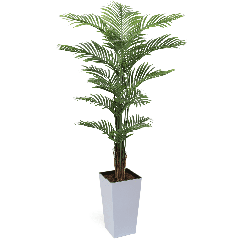Areca Palm Tree 150cm
