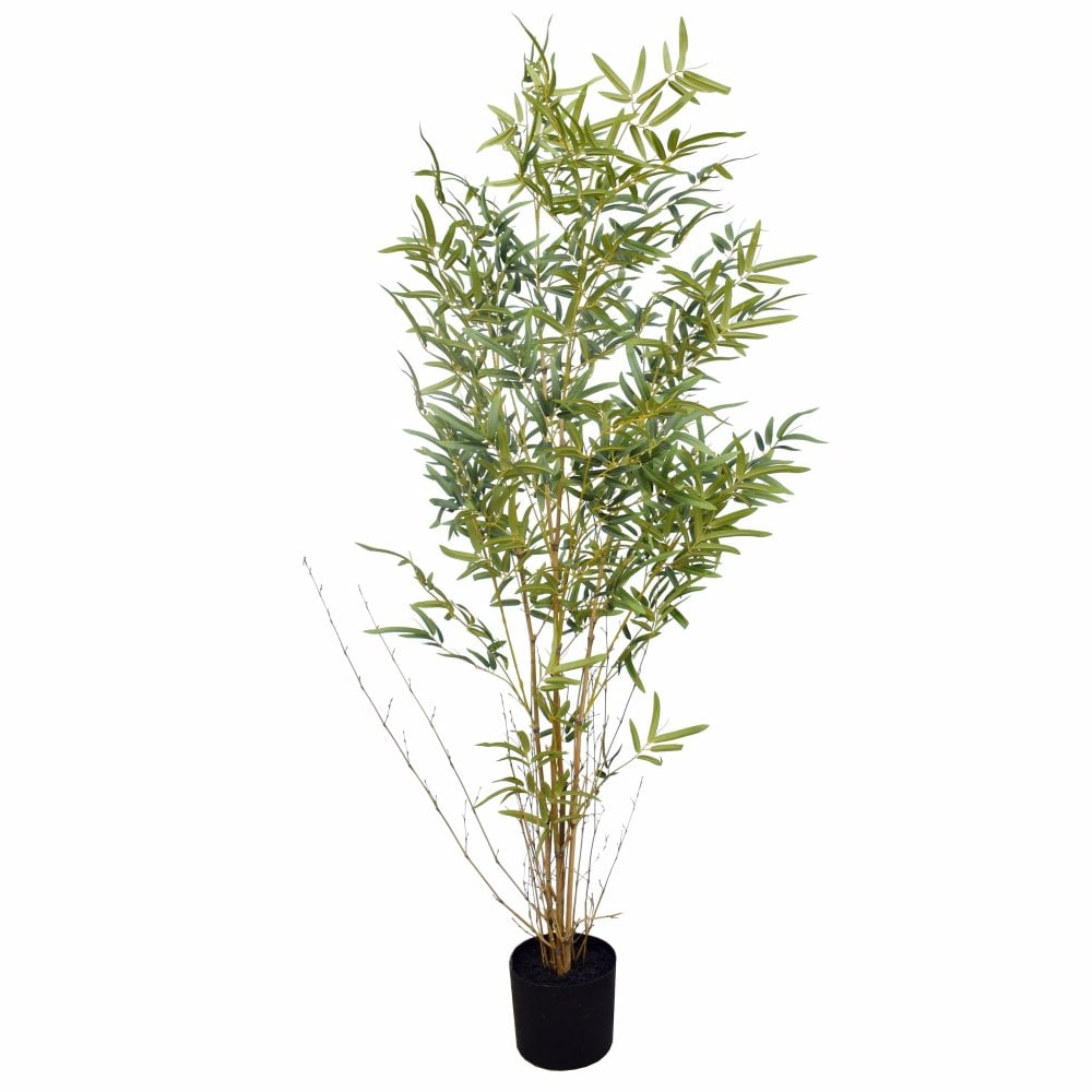 Real Stem Bamboo Tree
